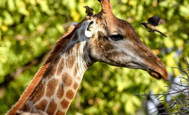 A giraffe with birds perched on its head amidst green foliage in Gambia.