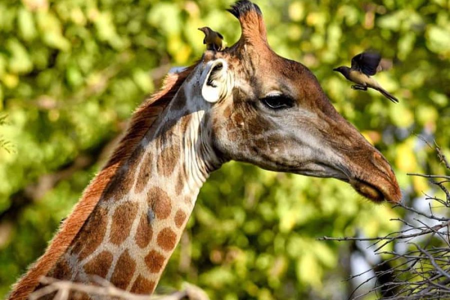 A giraffe with birds perched on its head amidst green foliage in Gambia.